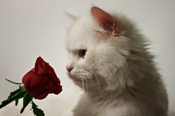 Romantic Kitten