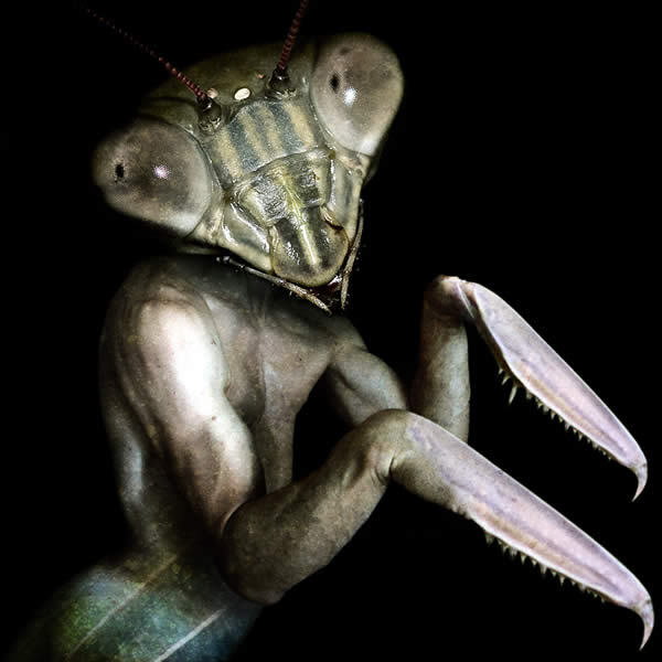 Mantis Man