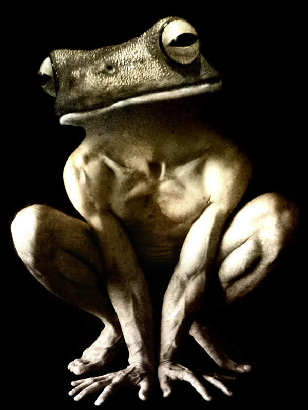 Frog Man