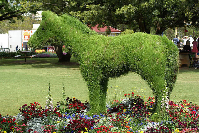Grass Horse