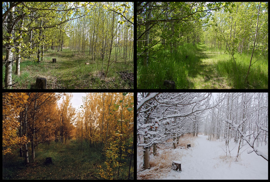 Photography of the 4 Seasons