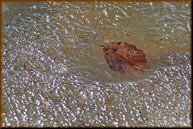 leaf in melting lake ice