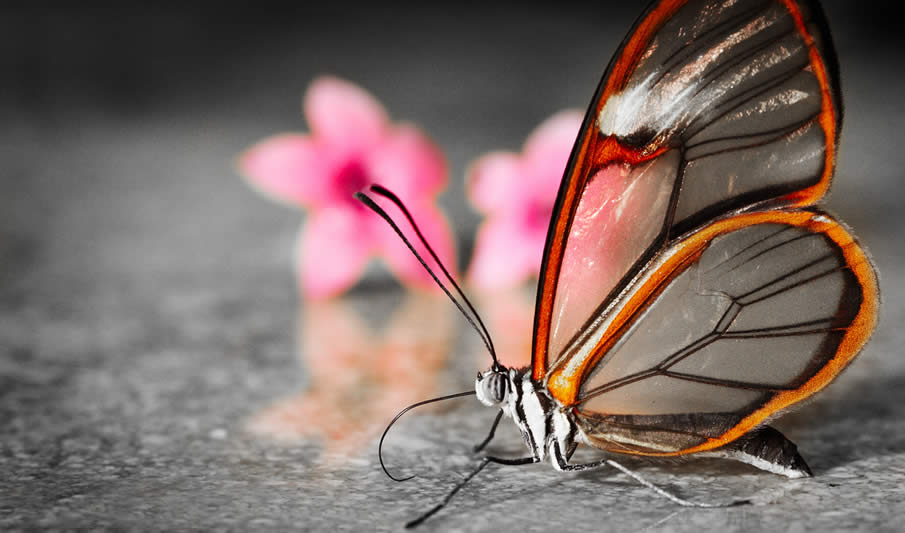 Transparent Butterfly