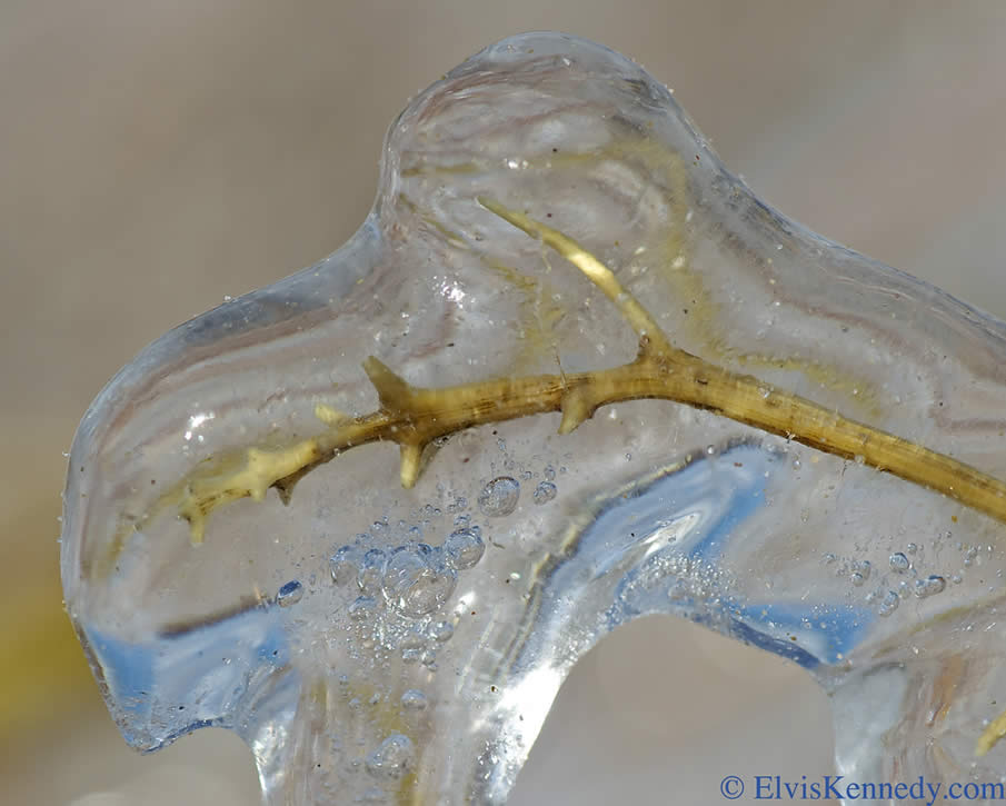 Ice Encased Branch