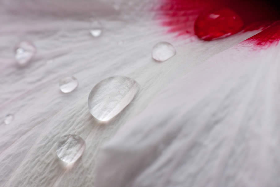 See through raindrops on hibiscus petals