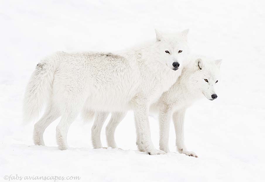 White on White