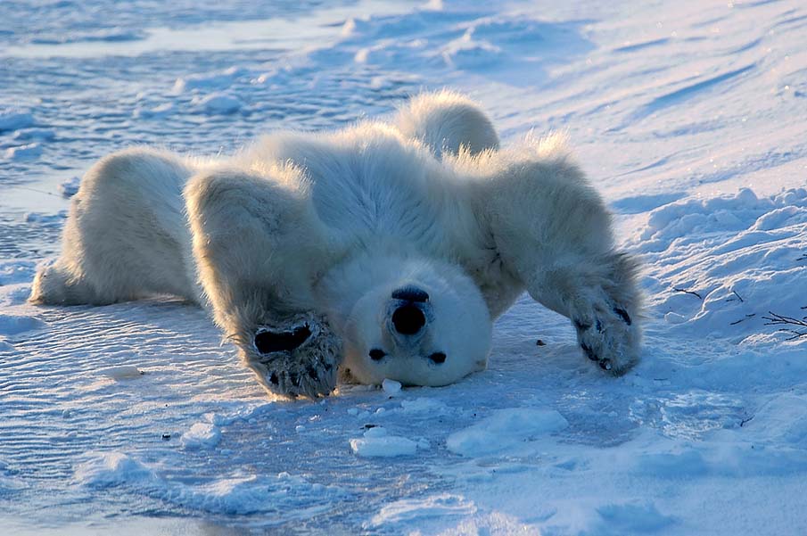 Polar Bear Stretch