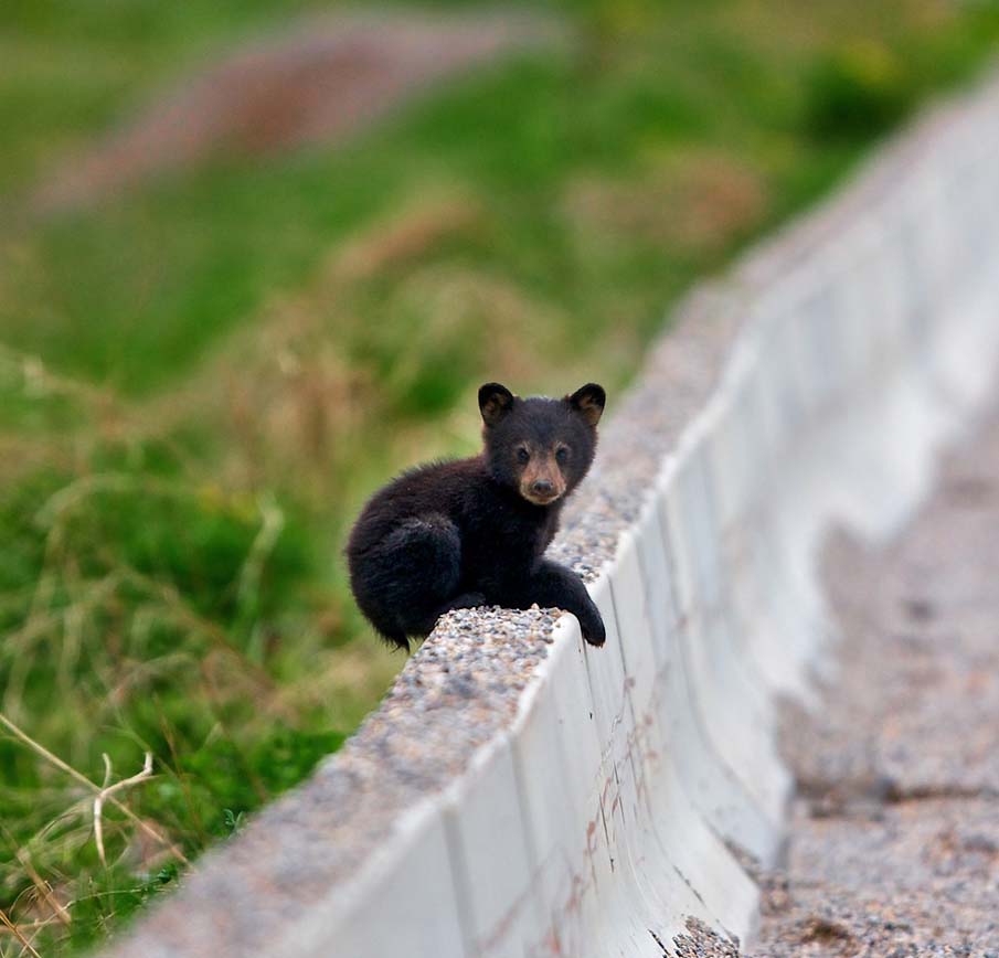 Over The Wall