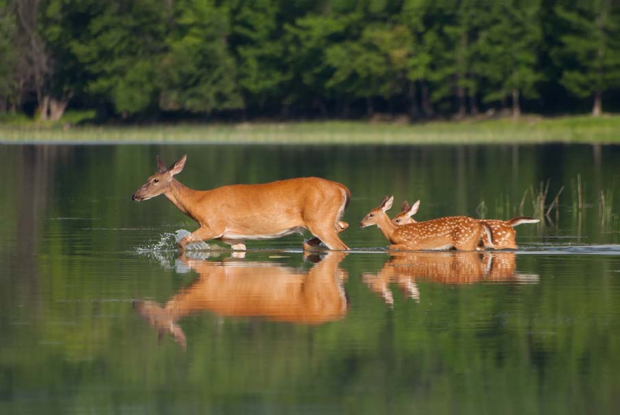 Whitetail Deer and Twin Fawns