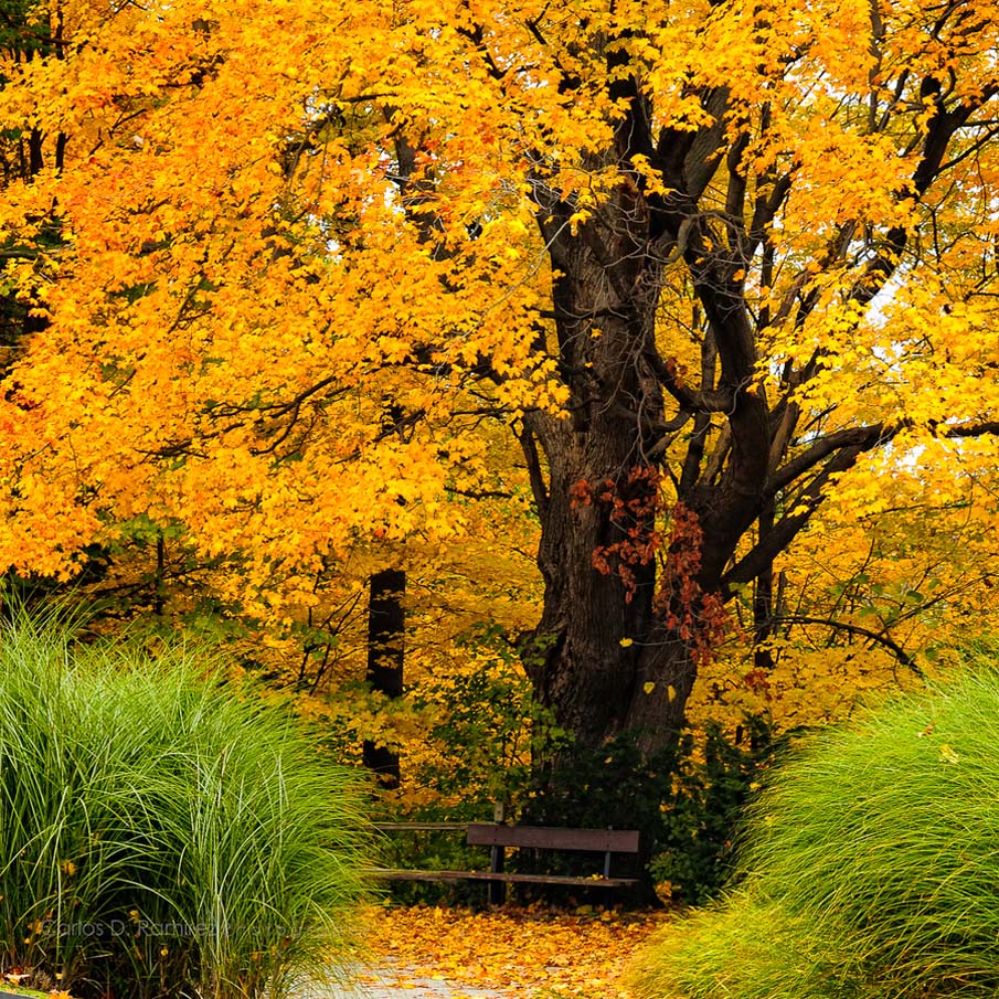 Autumn in Canada