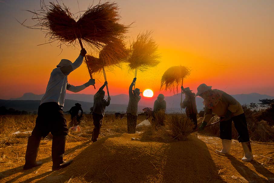 Farmers of Thailand