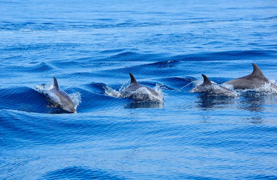 Dolphins