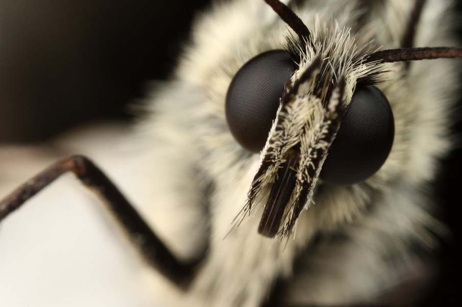 Butterfly Mug Shot