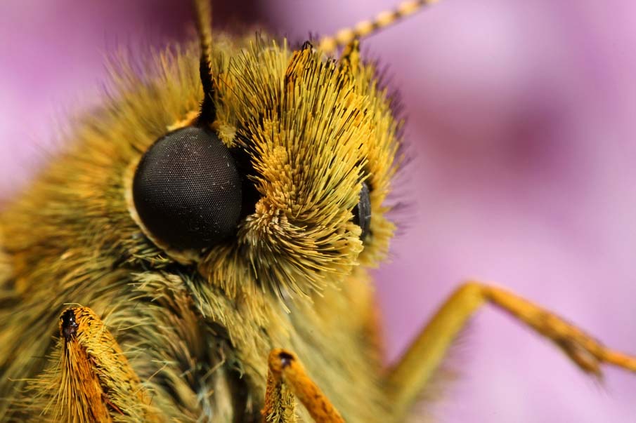 Butterfly Up Close