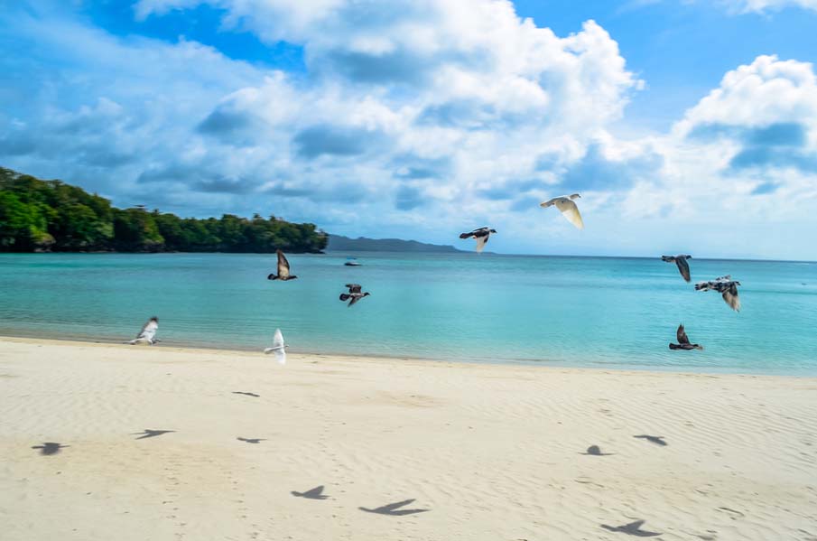 Pigeons on the Beach