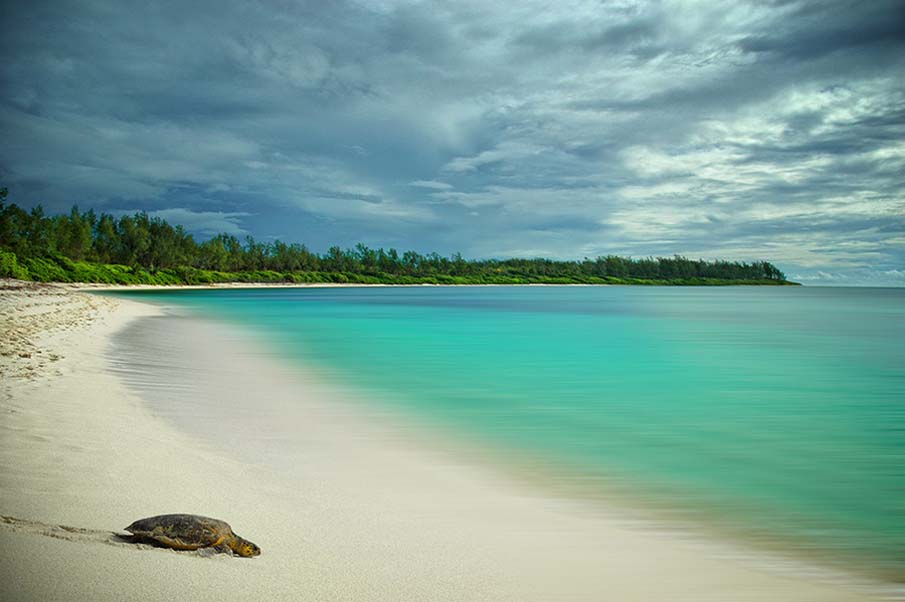 Imbricated Turtle in Desroches Island