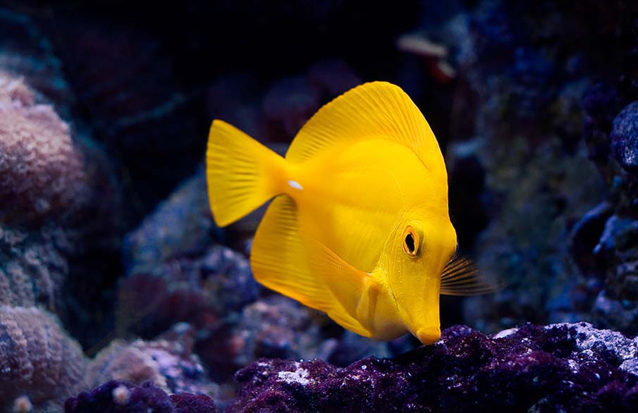 A Yellow Fish