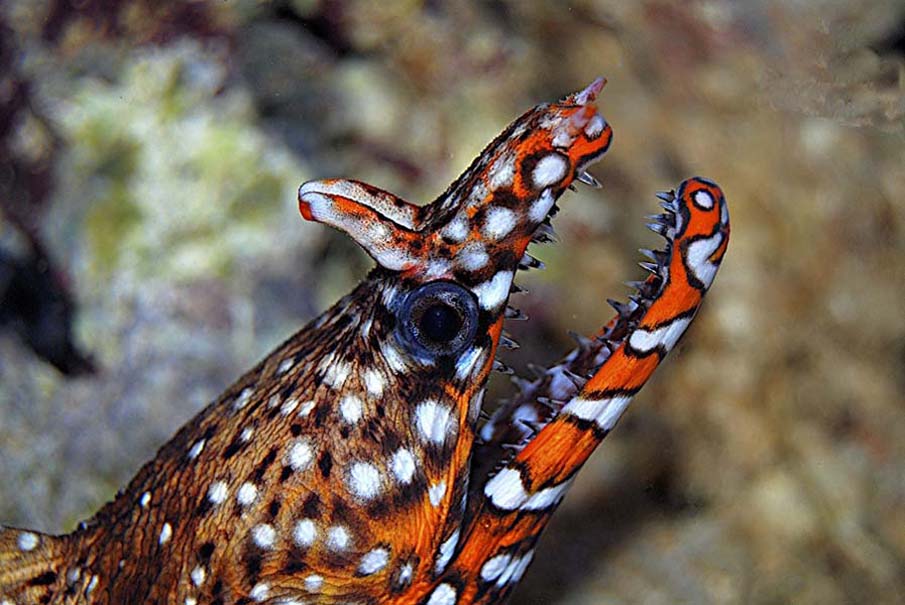 Dragon Moray Eel