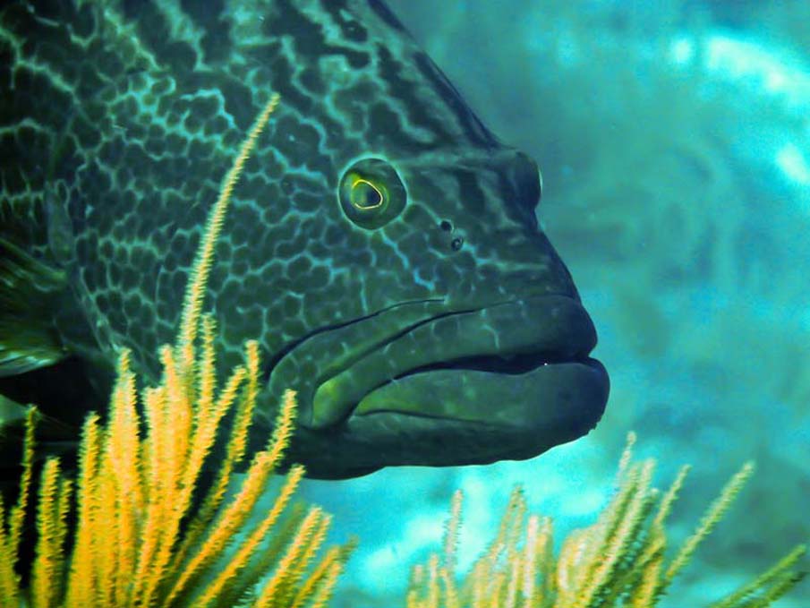 Grouper Face