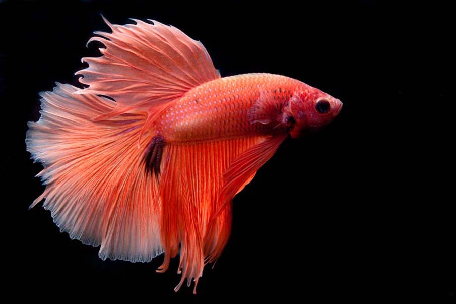 Betta Splendens Halfmoon Orange