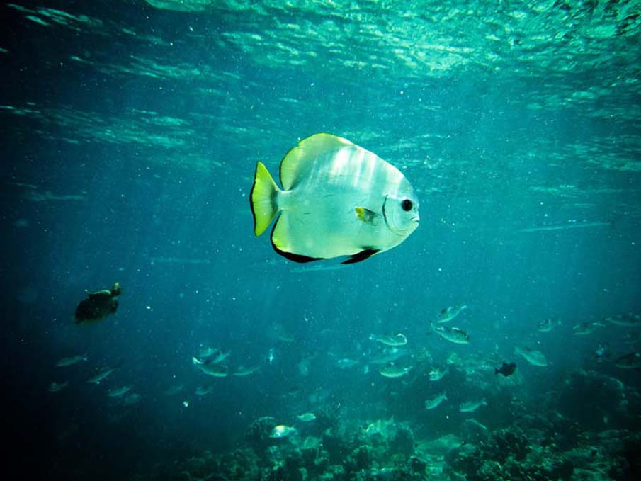 Sipadan Diving