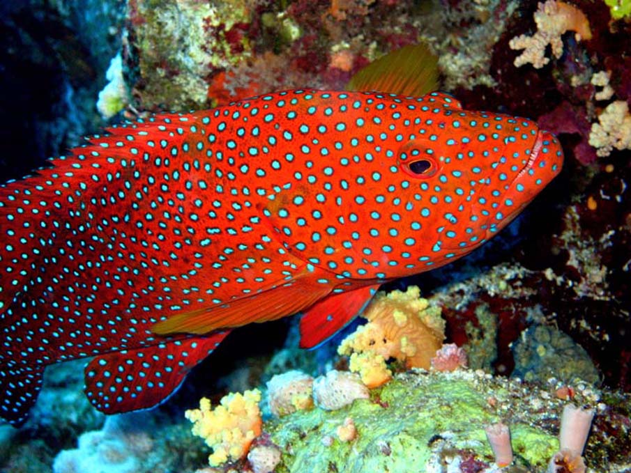 Красное Море