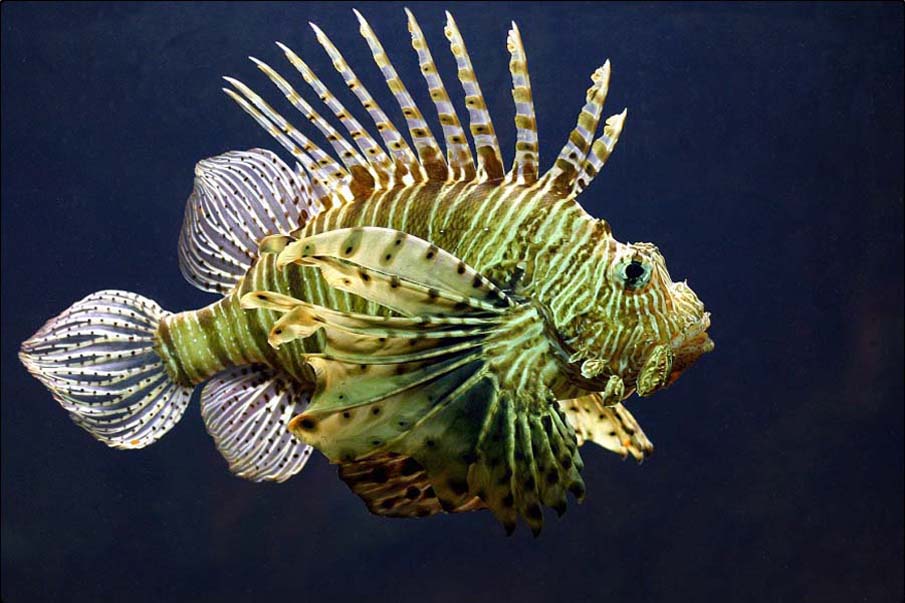 Lion Fish