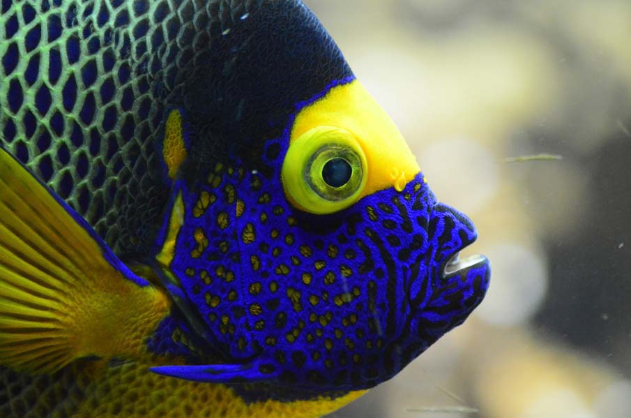 Tropical Fish Profile