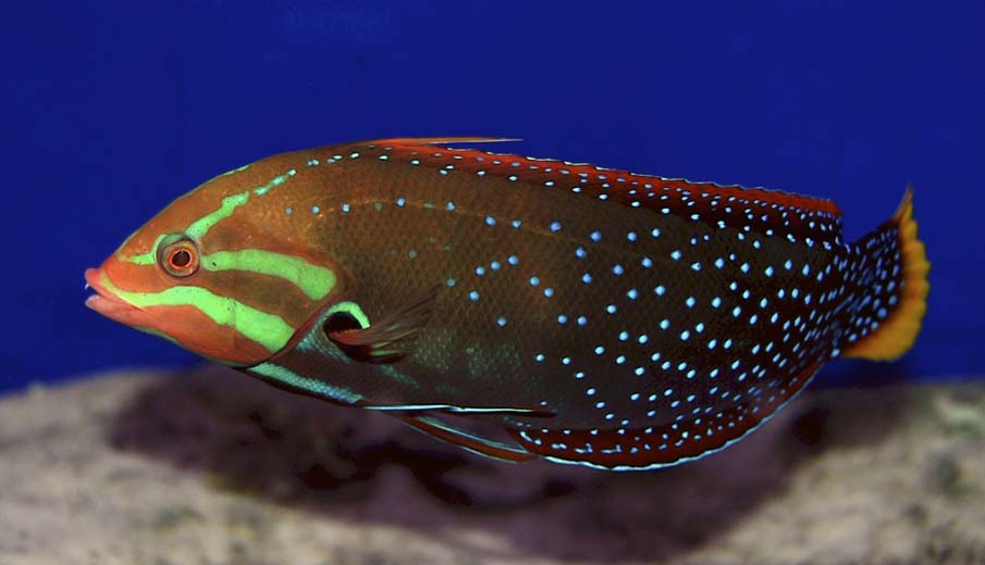 Red Coris Wrasse