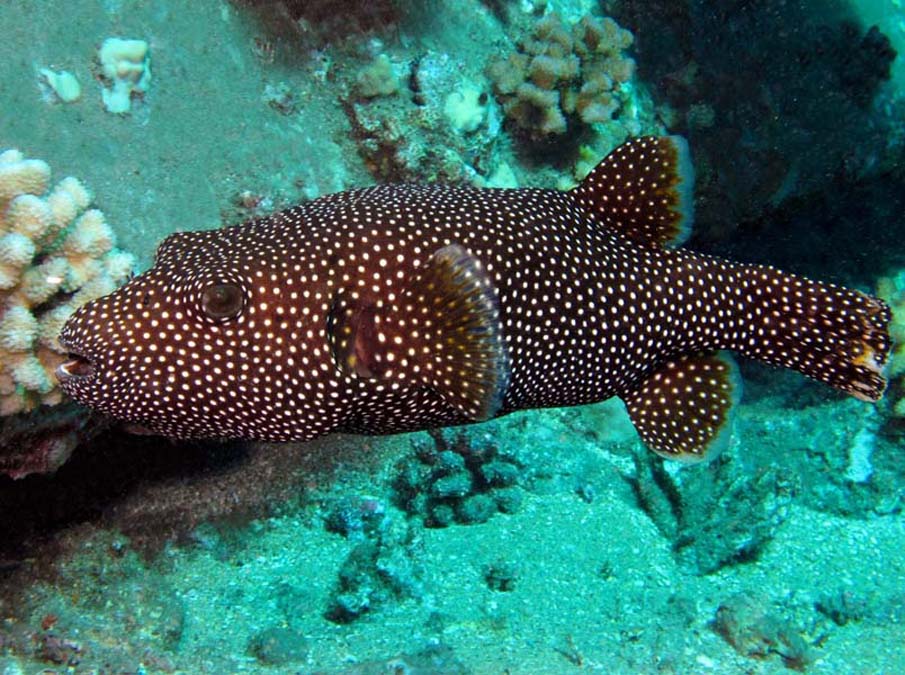 Guinea Fowl Pufferfish