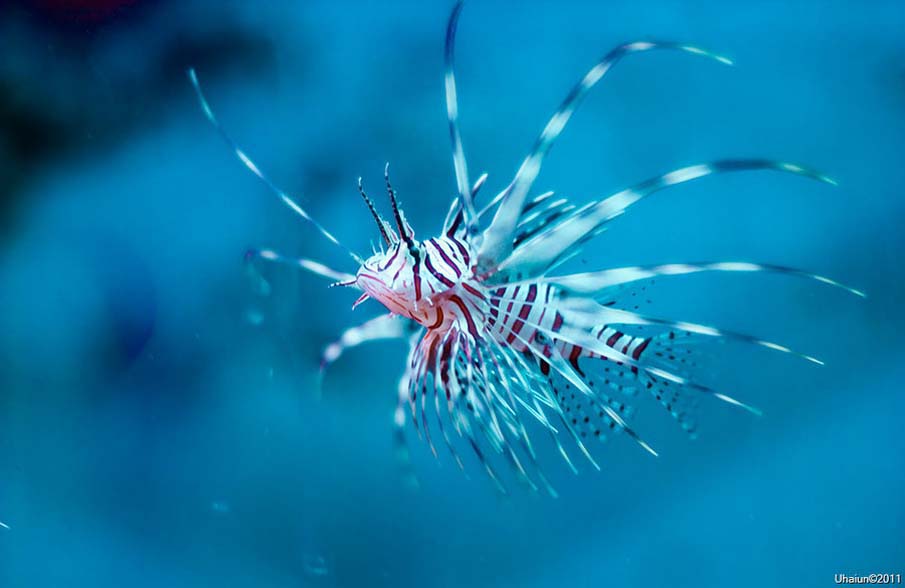 Red Lionfish