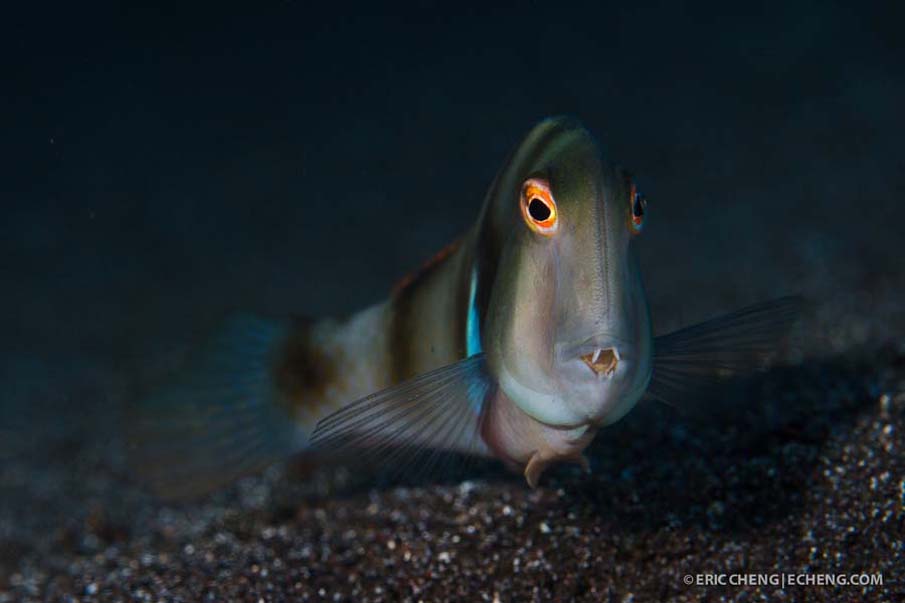 Razorfish В Whitepatch