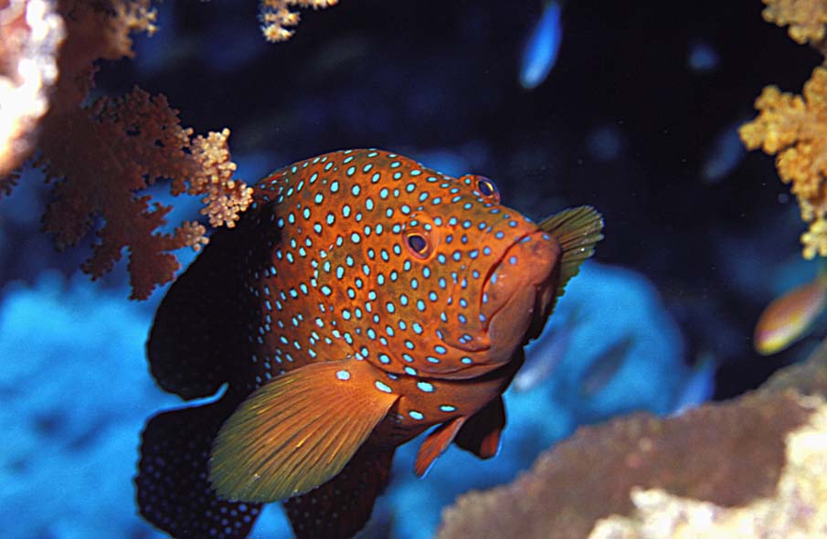 Coral Grouper