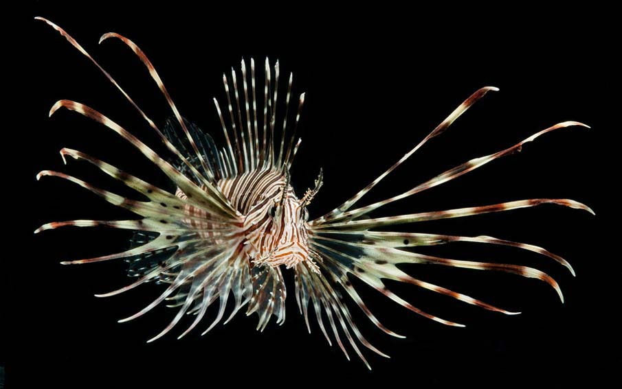 Lionfish