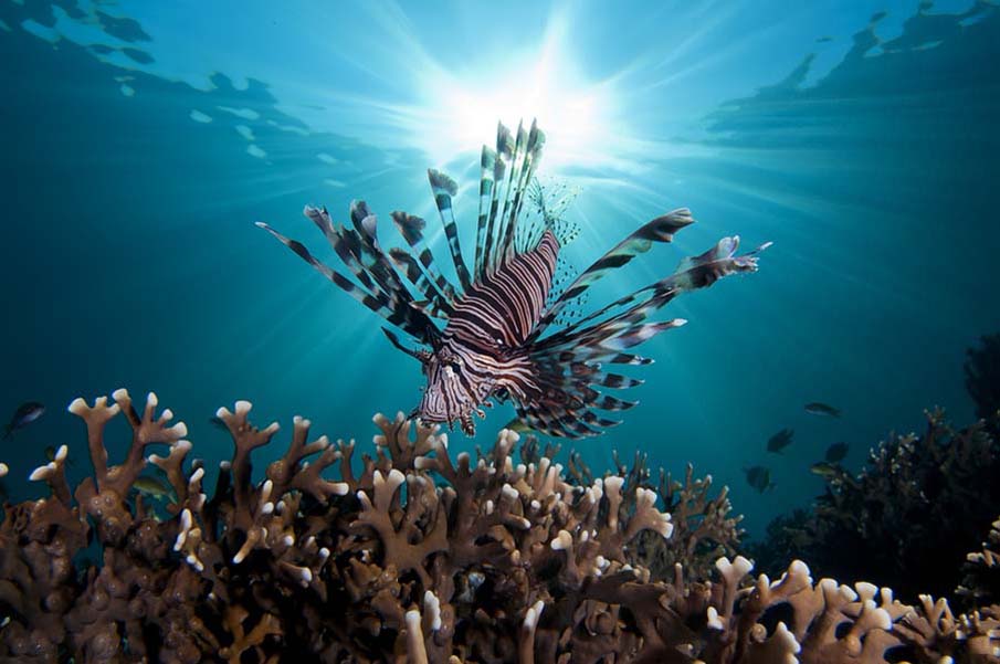 Lion Fish with Sunburst