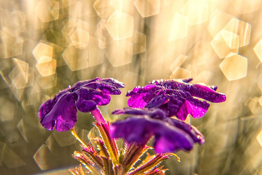 Flower and Morning Light