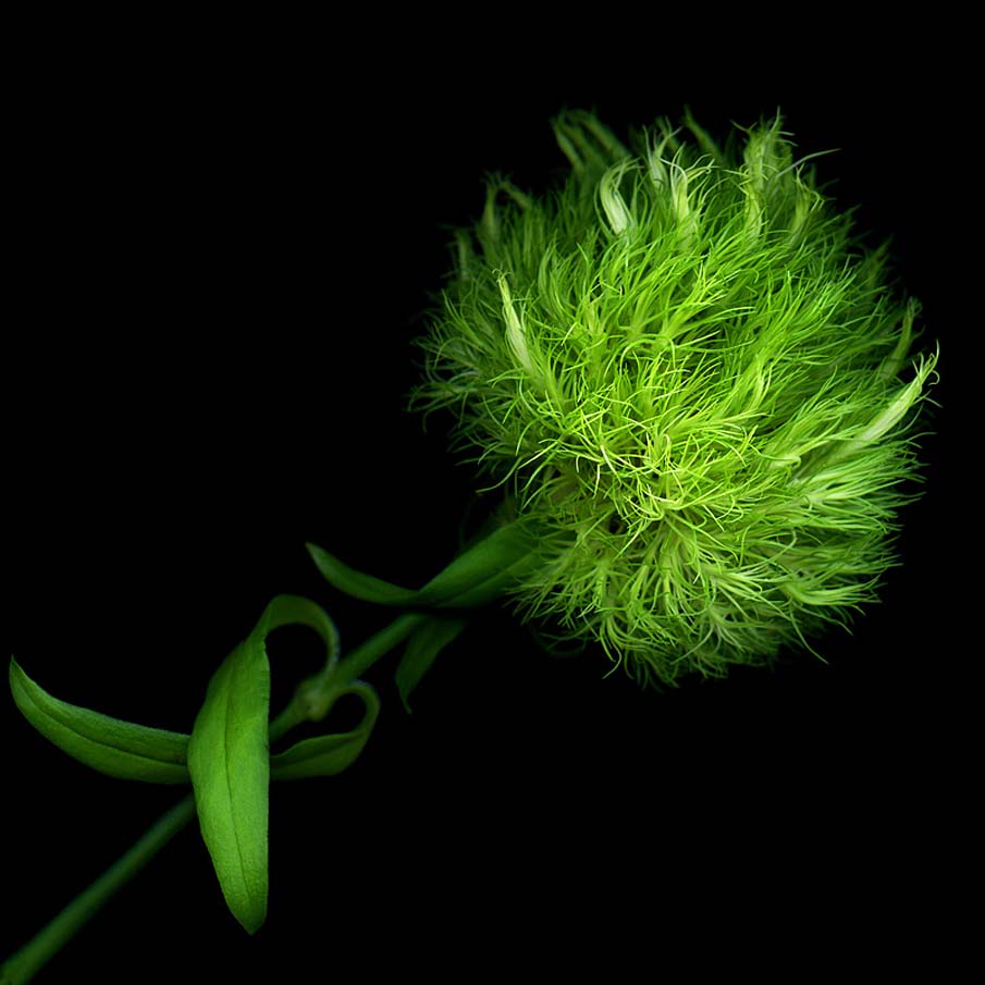 Green PomPom