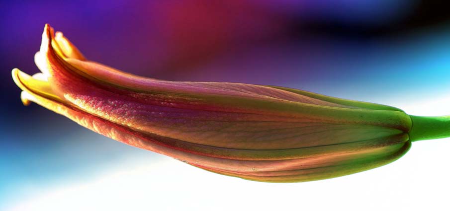 Unbloomed Lily