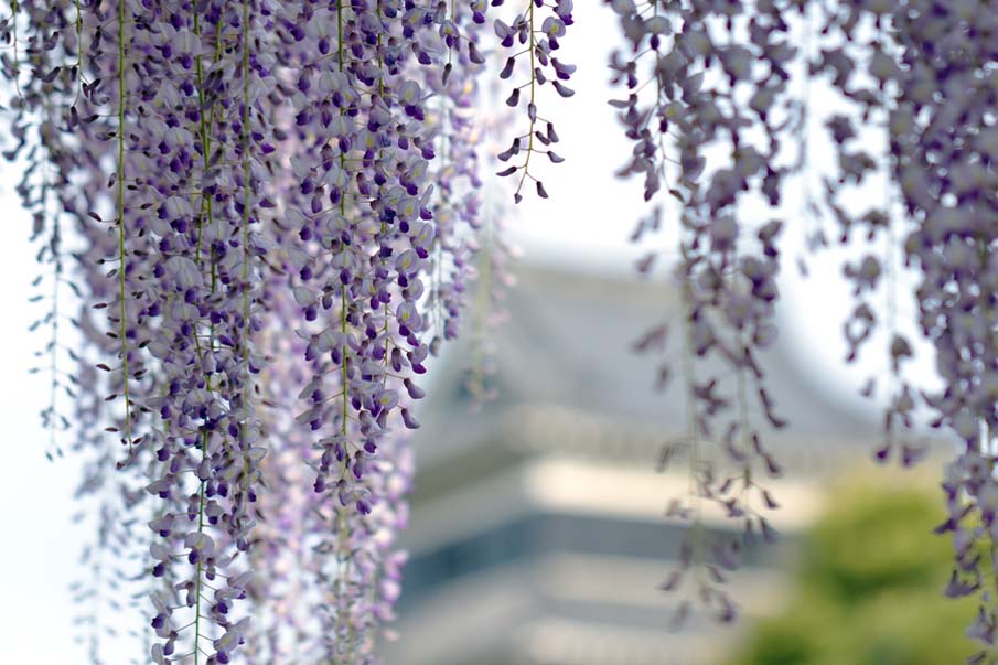 Wisteria