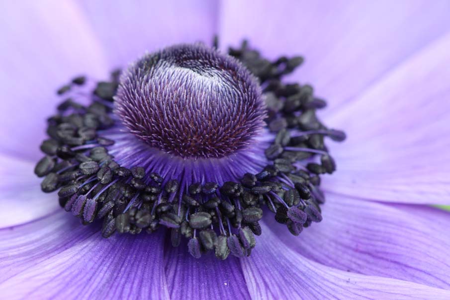 Blue Anemone