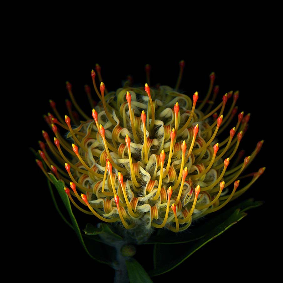 Pincushion Protea