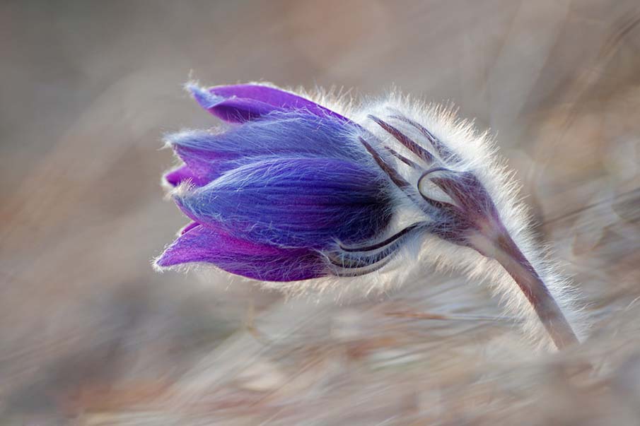 Floret Blue