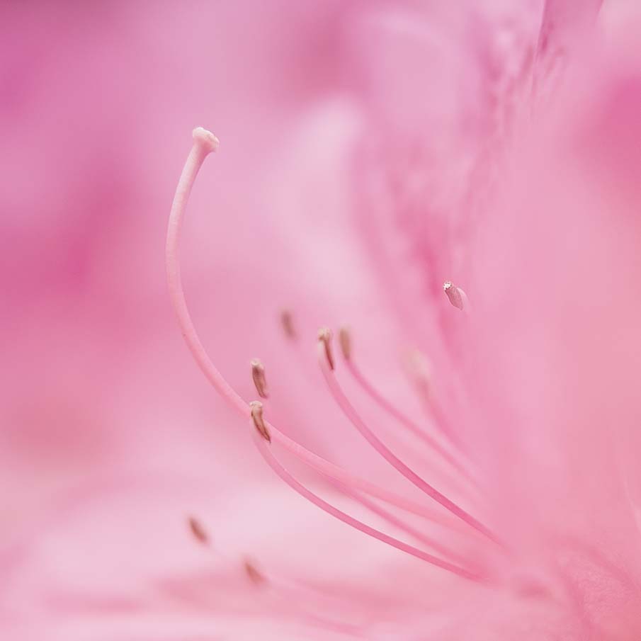 Pink Rhododendron