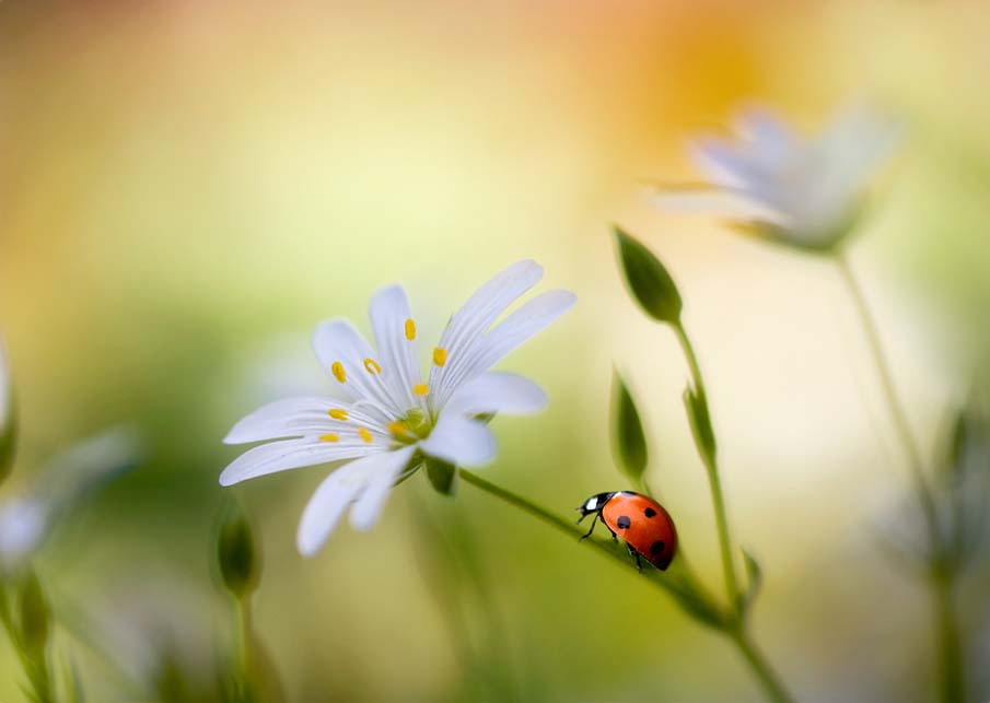 Stitchwort Lady