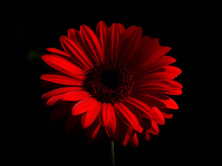 Red Flower