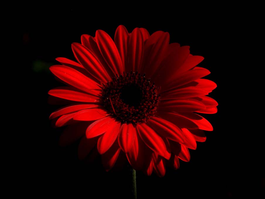 Red Flower