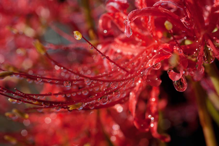 Red Drops of Water