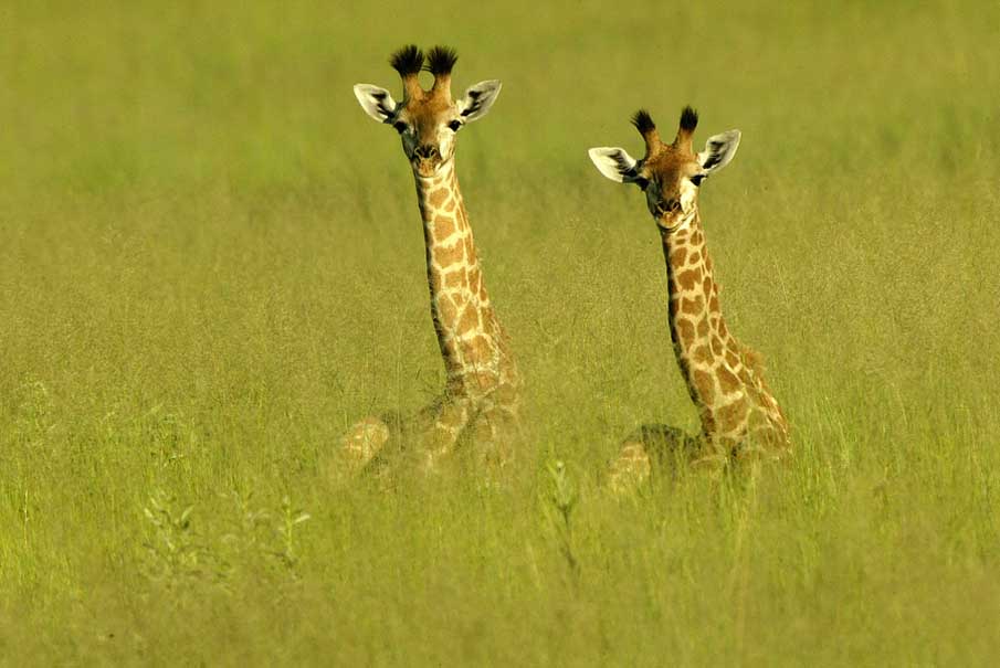 Baby Giraffes