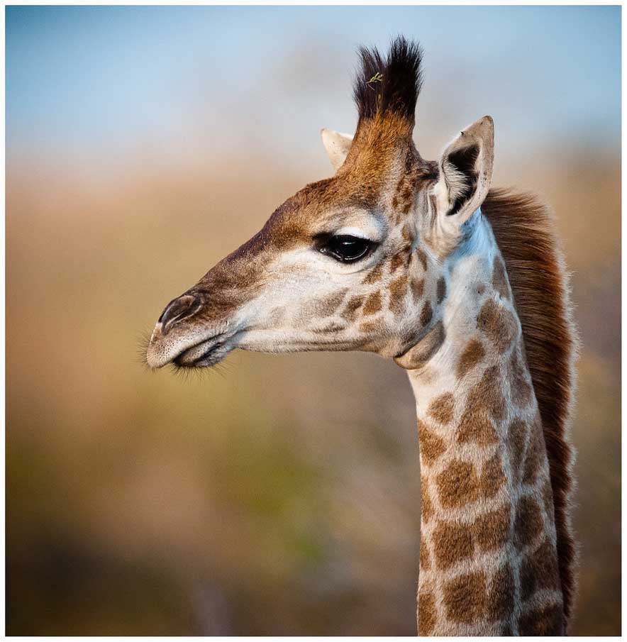 Portrait of a Young Giraffe