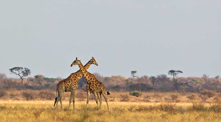 Giraffe Crossing